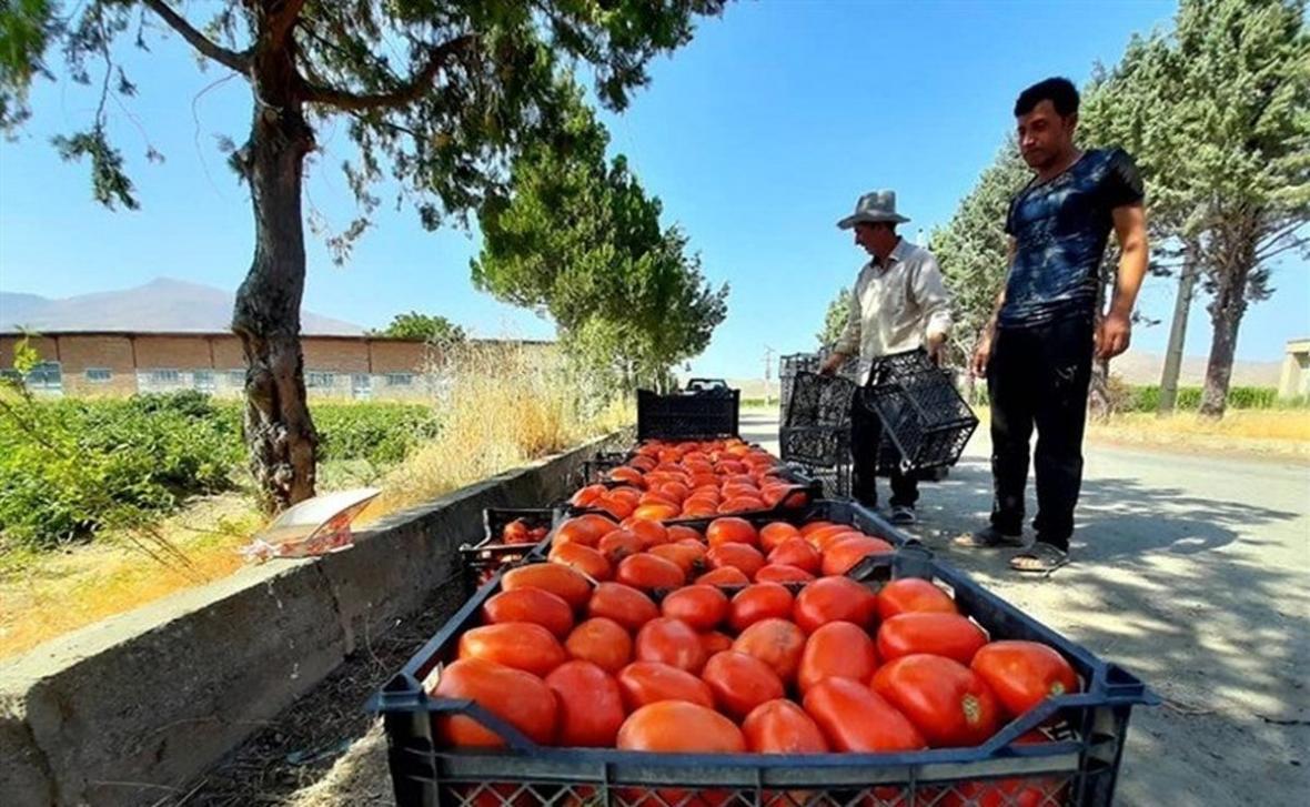 گوجه فرنگی تا 20 روز آینده ارزان می شود