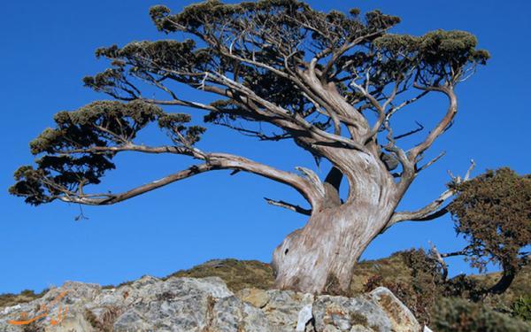 درخت 1230 ساله ای که سرعت رشدش چندین برابر شده است!