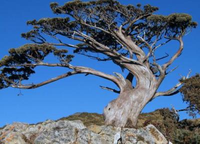 درخت 1230 ساله ای که سرعت رشدش چندین برابر شده است!