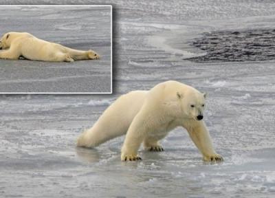 ویدئویی جالب از خزیدن خرس قطبی روی آب یخ زده