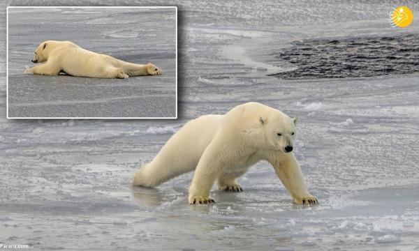 ویدئویی جالب از خزیدن خرس قطبی روی آب یخ زده