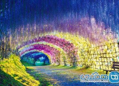 دیدنی های تونل ویستریا و عالمی رنگارنگ از گل ها
